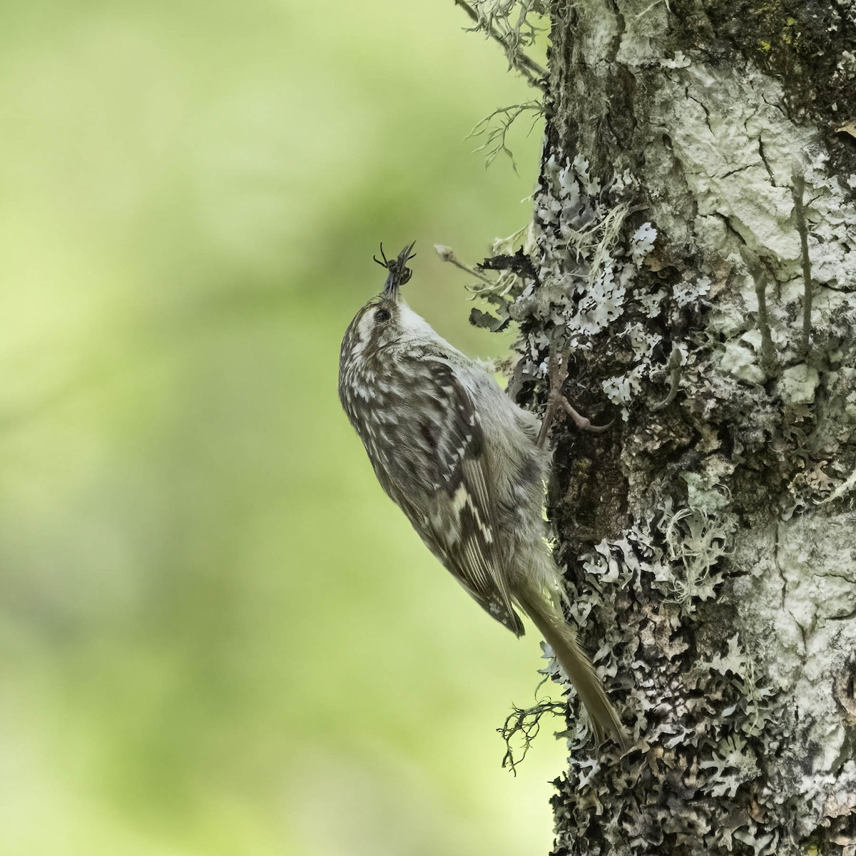 Short-toed Treecreeper - ML619774061