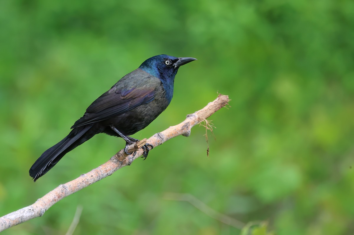 Common Grackle - Channa Jayasinghe