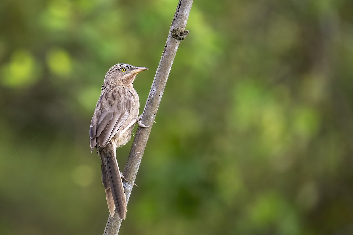 Striated Babbler - ML619774068