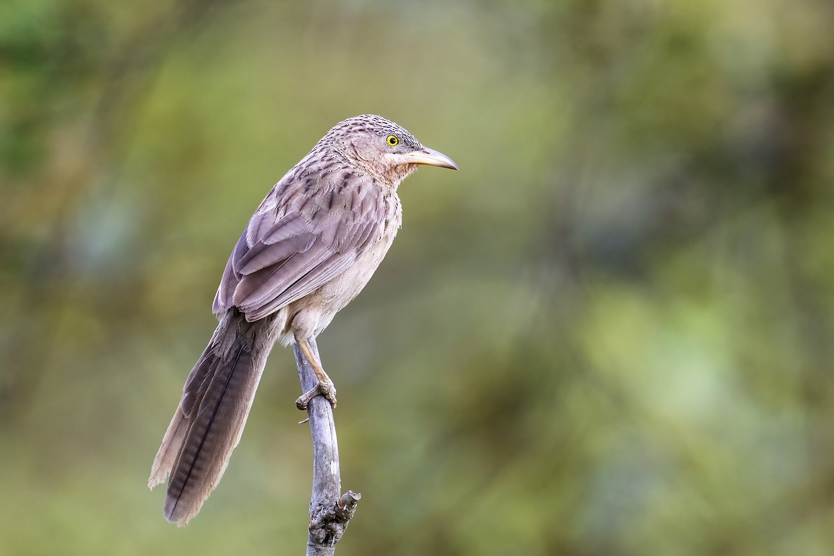 Striated Babbler - ML619774069