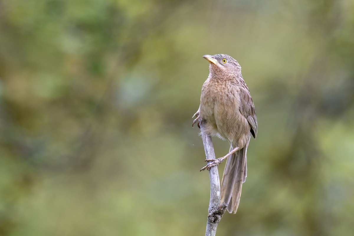 Striated Babbler - ML619774071