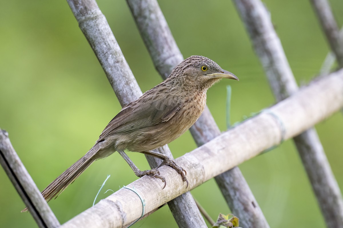 Striated Babbler - ML619774072