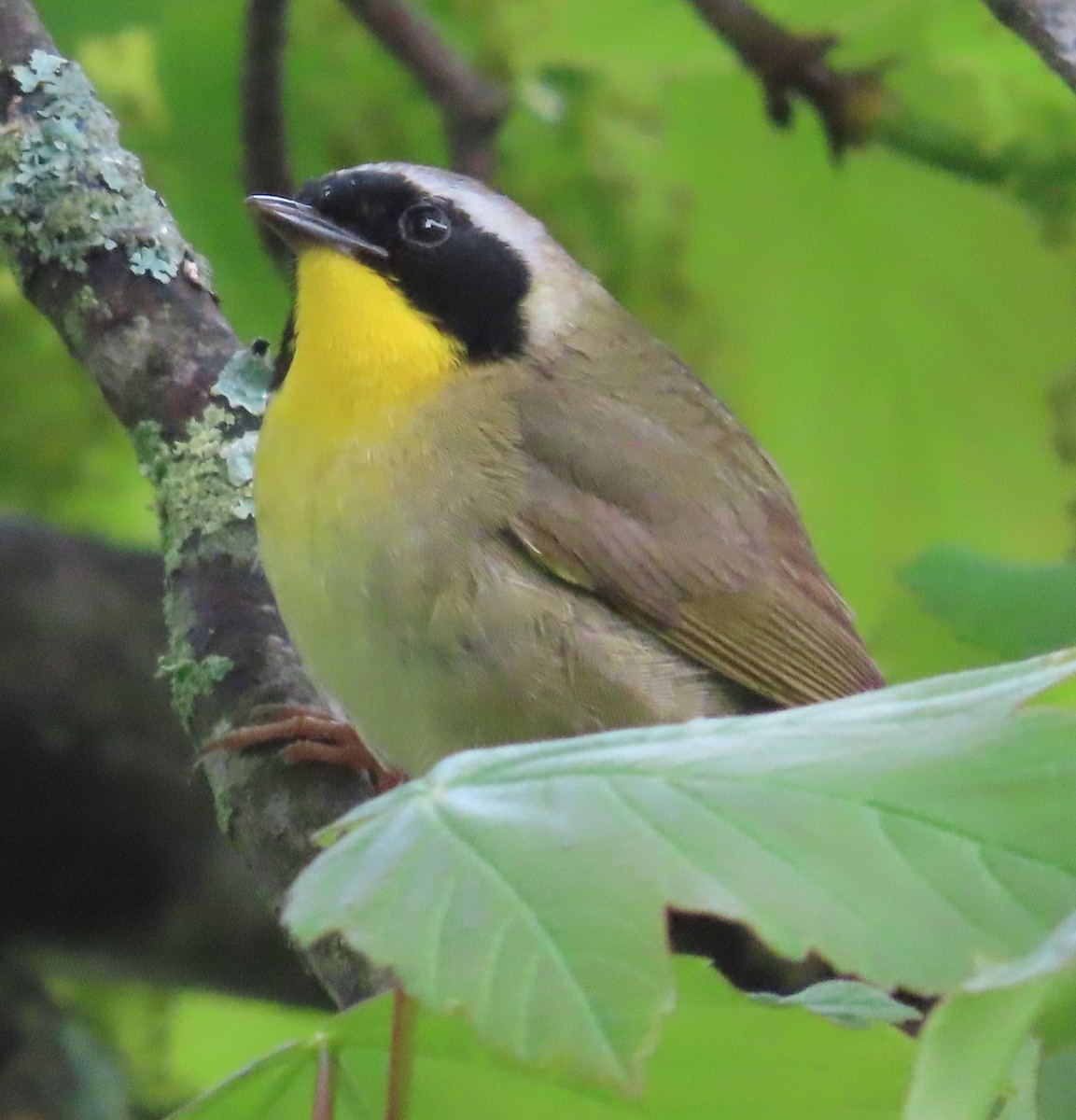 Common Yellowthroat - ML619774074