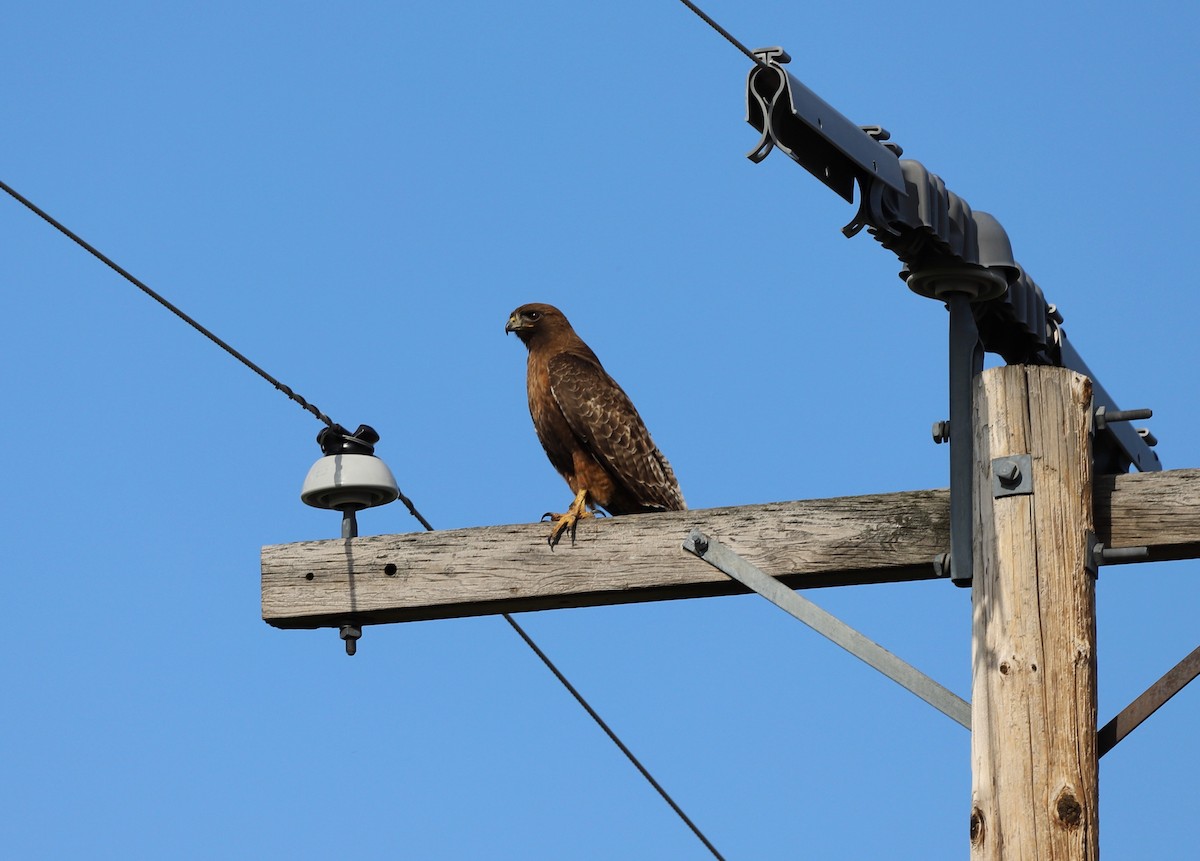 Red-tailed Hawk - ML619774077