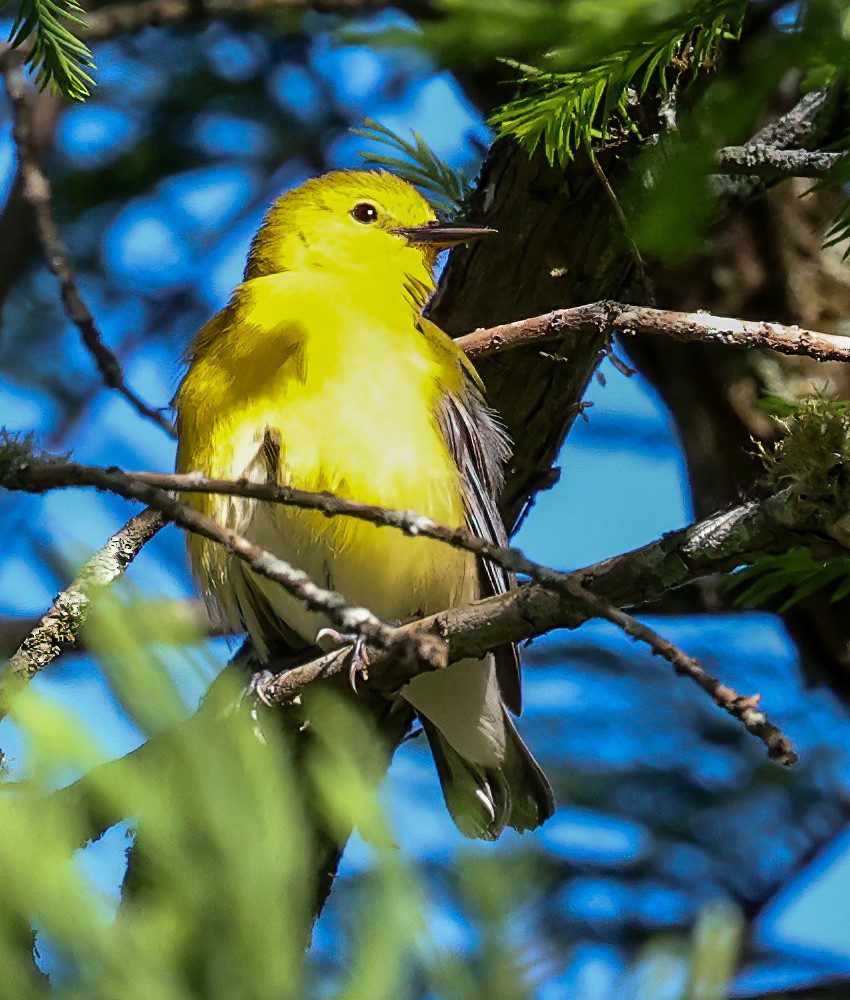 Prothonotary Warbler - Tom Driscoll