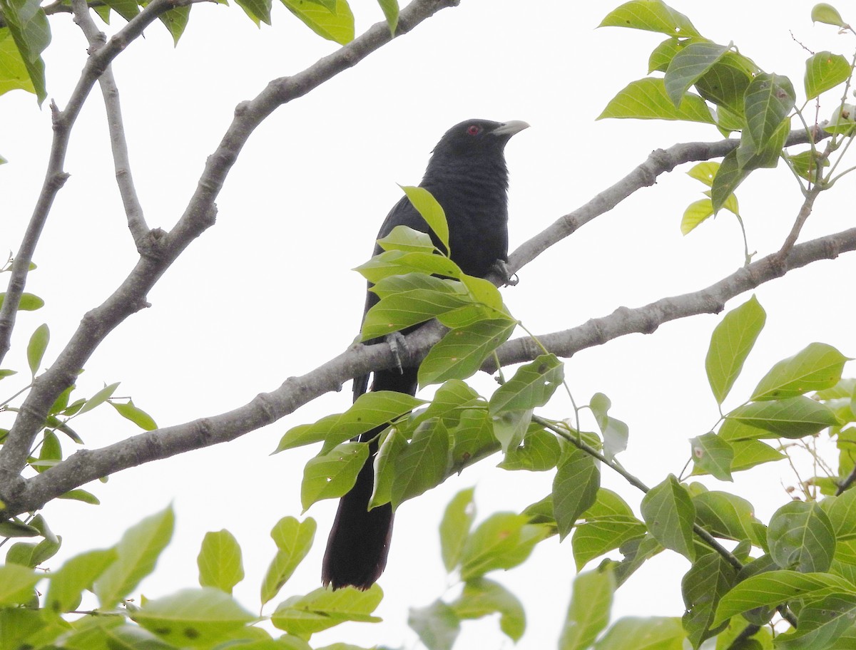 Asian Koel - ML619774098