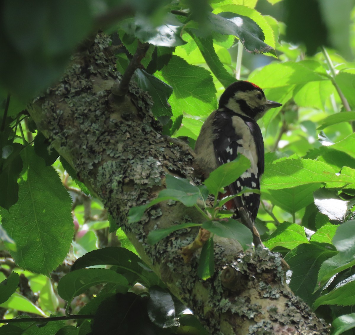 Great Spotted Woodpecker (Great Spotted) - ML619774101