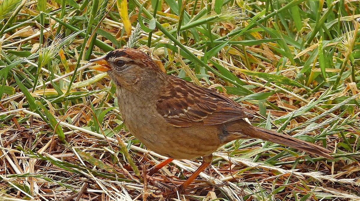 White-crowned Sparrow (nuttalli) - ML619774125