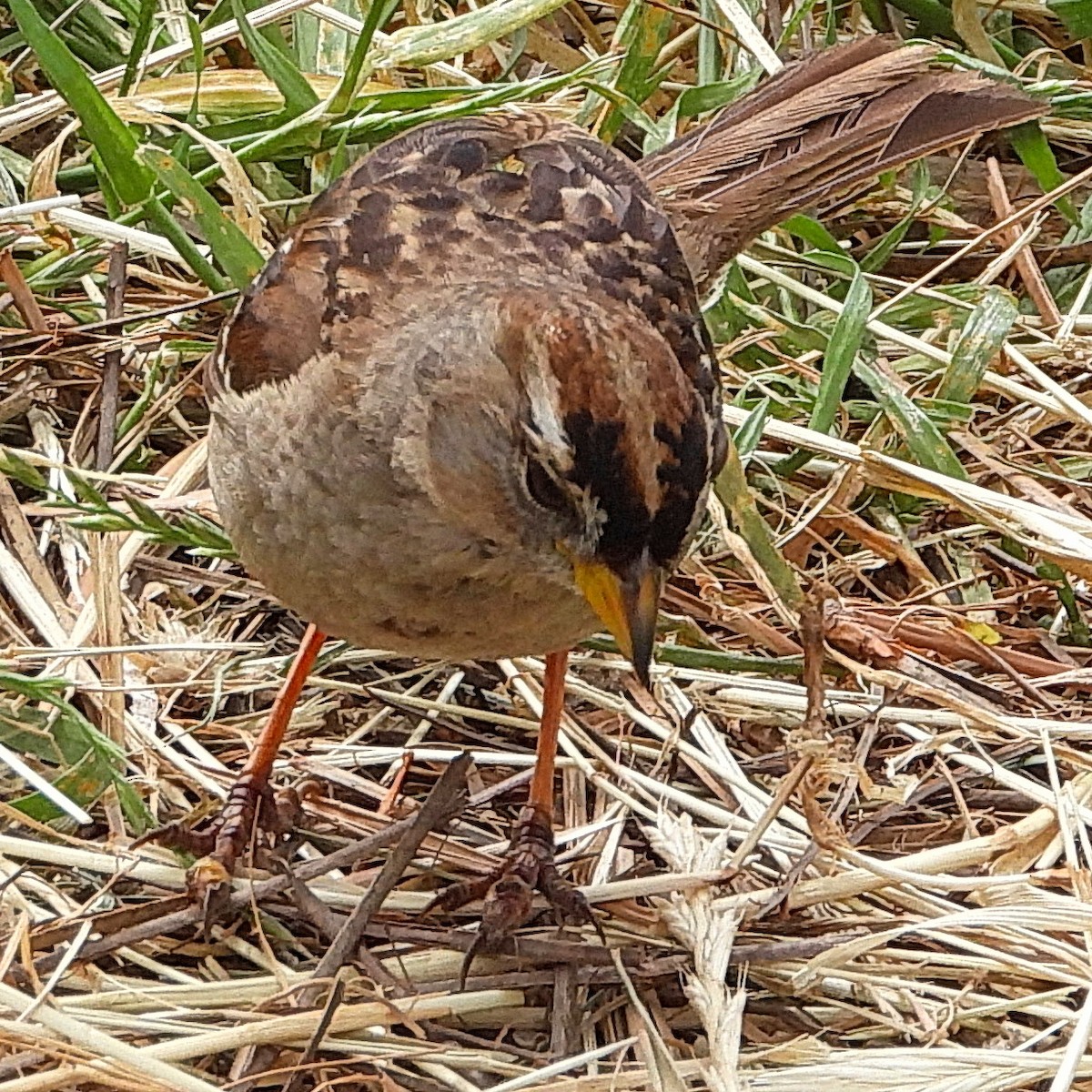 White-crowned Sparrow (nuttalli) - ML619774127