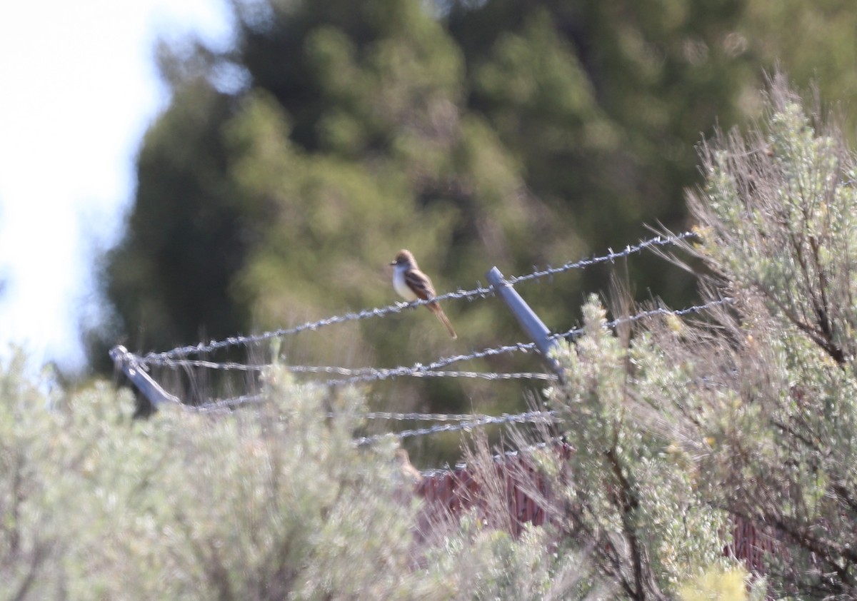 Ash-throated Flycatcher - ML619774128