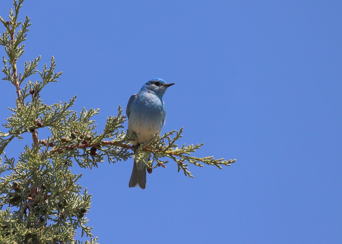 Mountain Bluebird - Andrew S. Aldrich