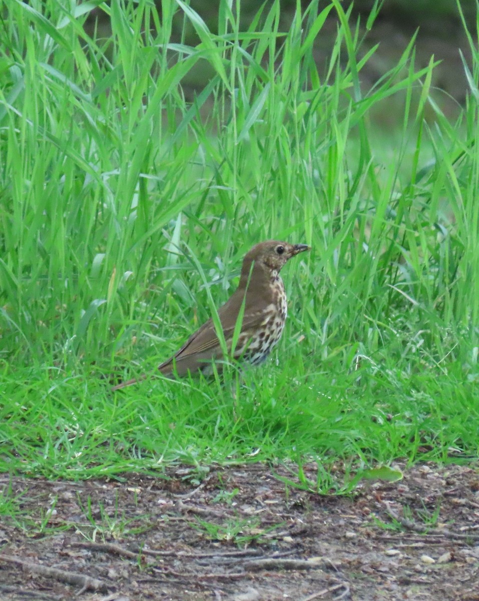 Song Thrush - ML619774160