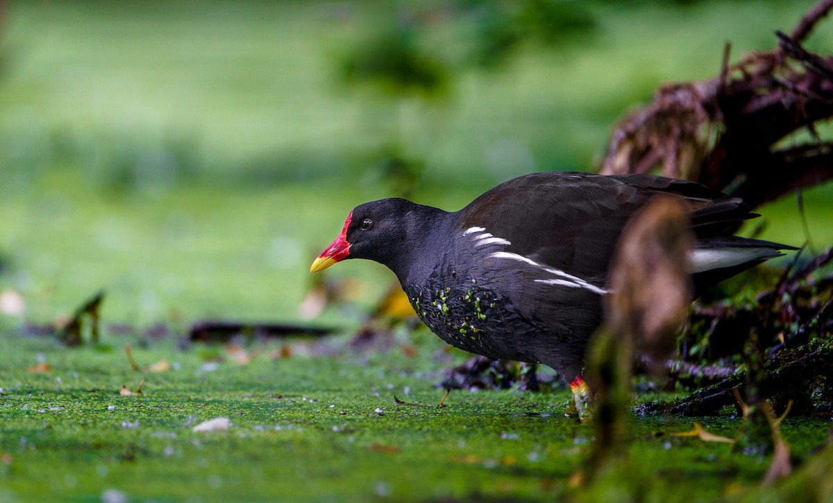 Eurasian Moorhen - ML619774175