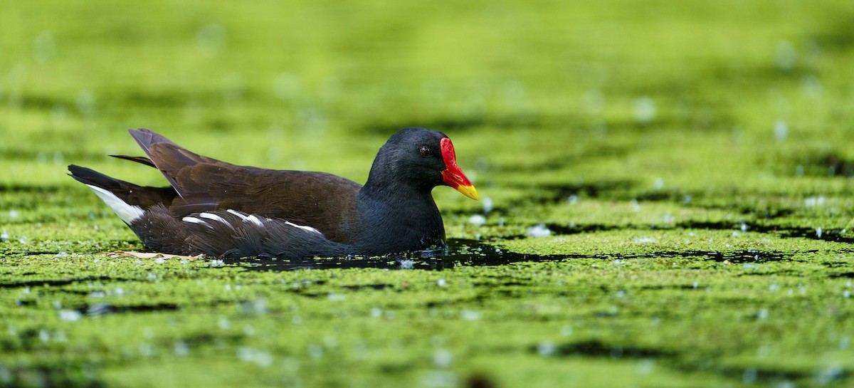 Eurasian Moorhen - ML619774176