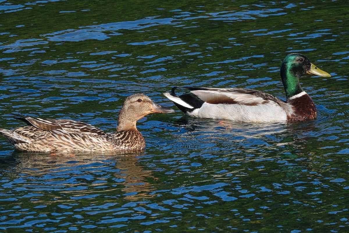 Mallard - ML619774186