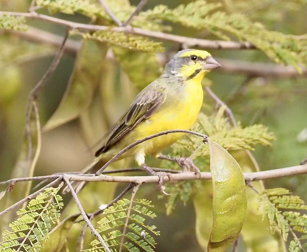 Yellow-fronted Canary - ML619774200