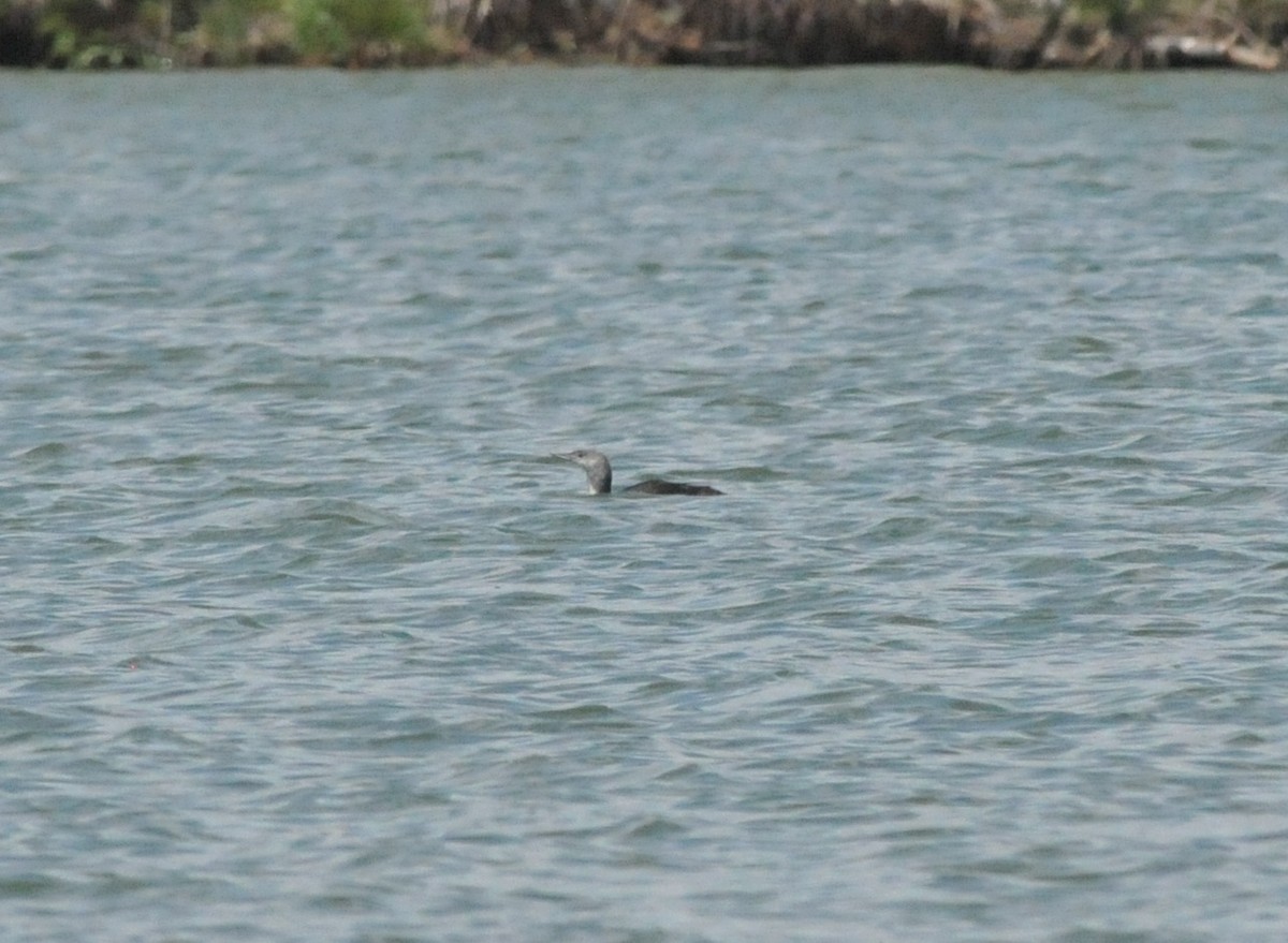 Red-throated Loon - Scott Somershoe