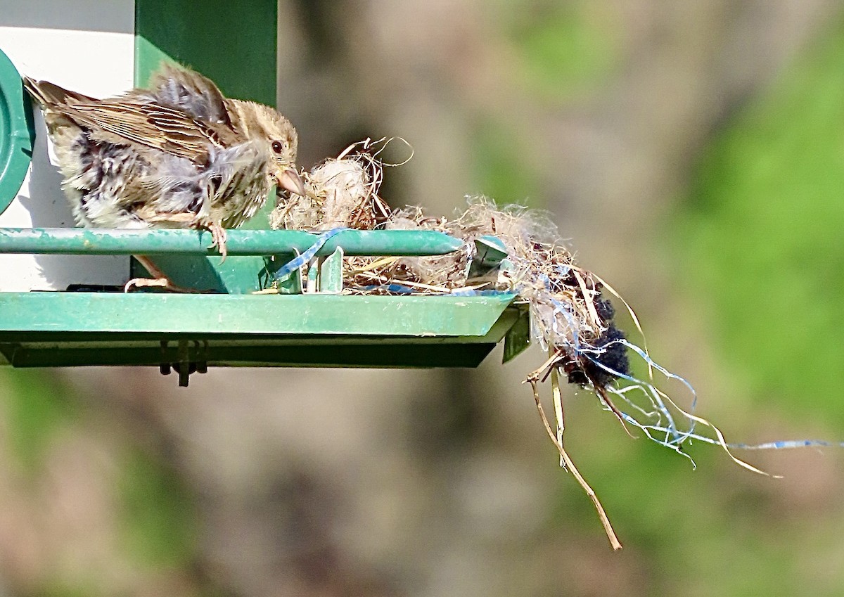 House Sparrow - ML619774213