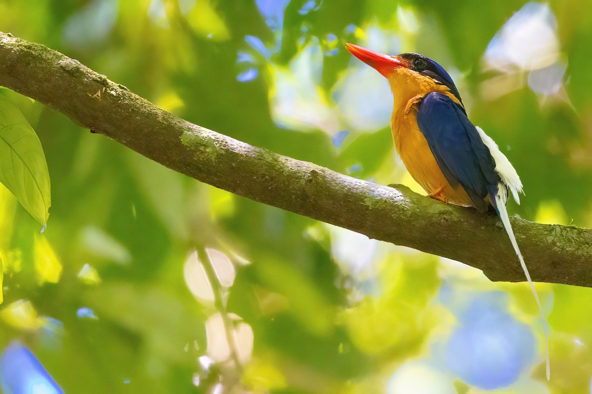 Buff-breasted Paradise-Kingfisher - ML619774223