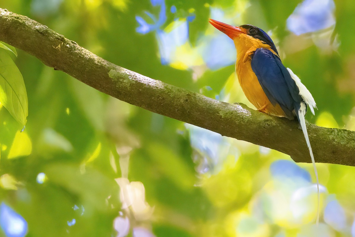 Buff-breasted Paradise-Kingfisher - ML619774224