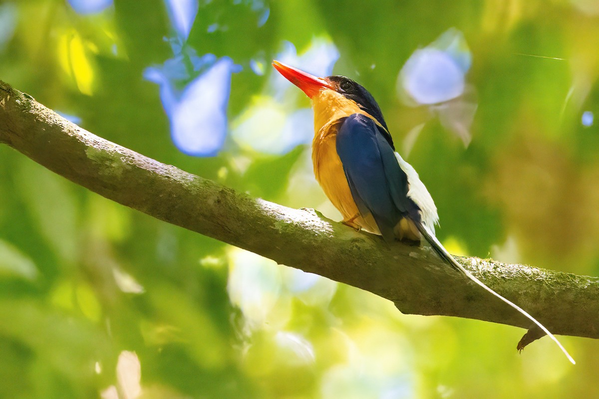 Buff-breasted Paradise-Kingfisher - ML619774226