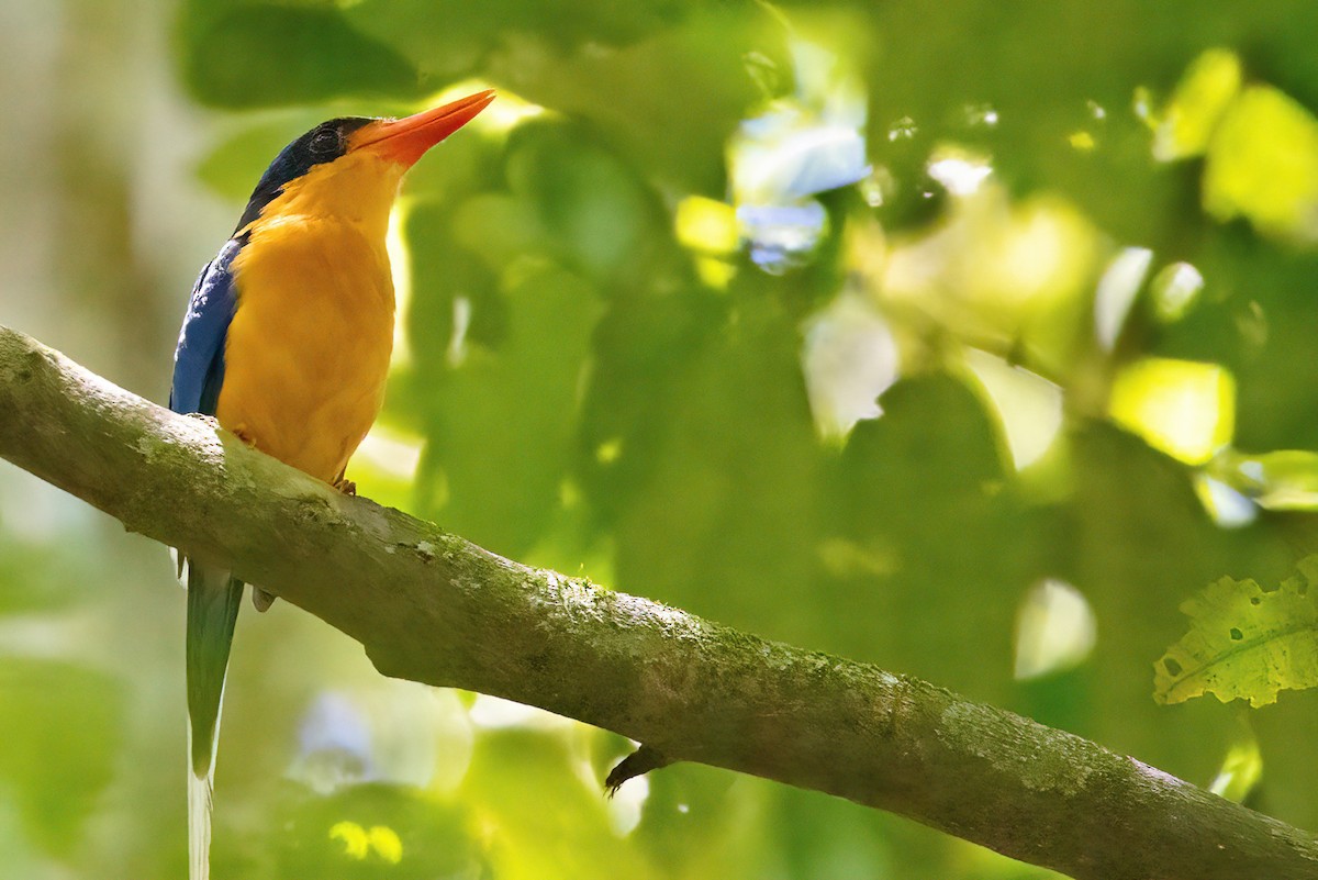 Buff-breasted Paradise-Kingfisher - ML619774229