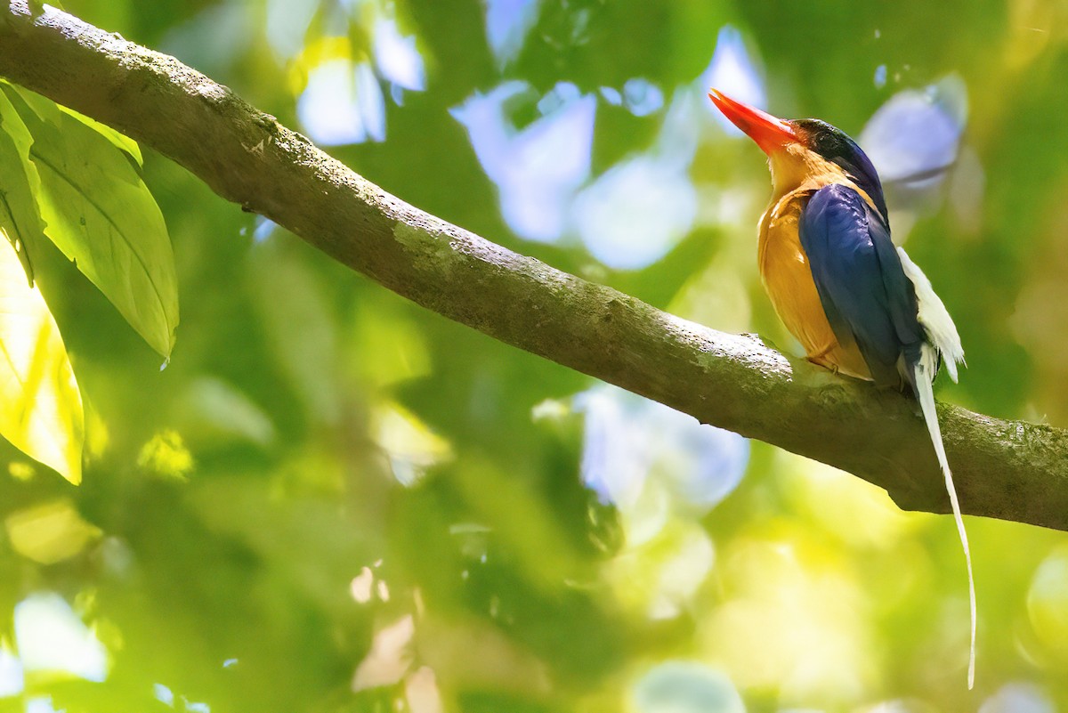 Buff-breasted Paradise-Kingfisher - ML619774234