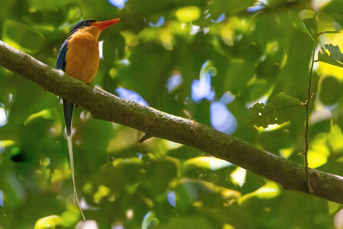 Buff-breasted Paradise-Kingfisher - ML619774235