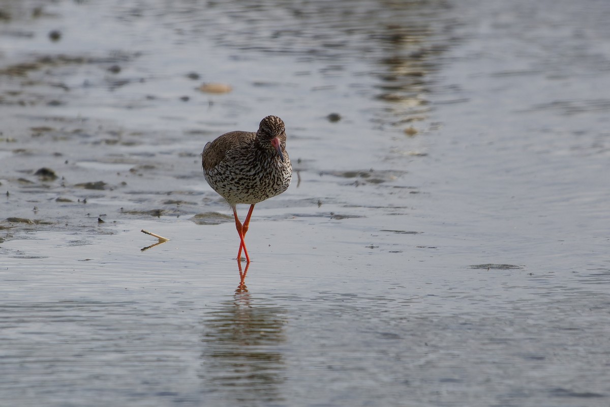 Common Redshank - ML619774255