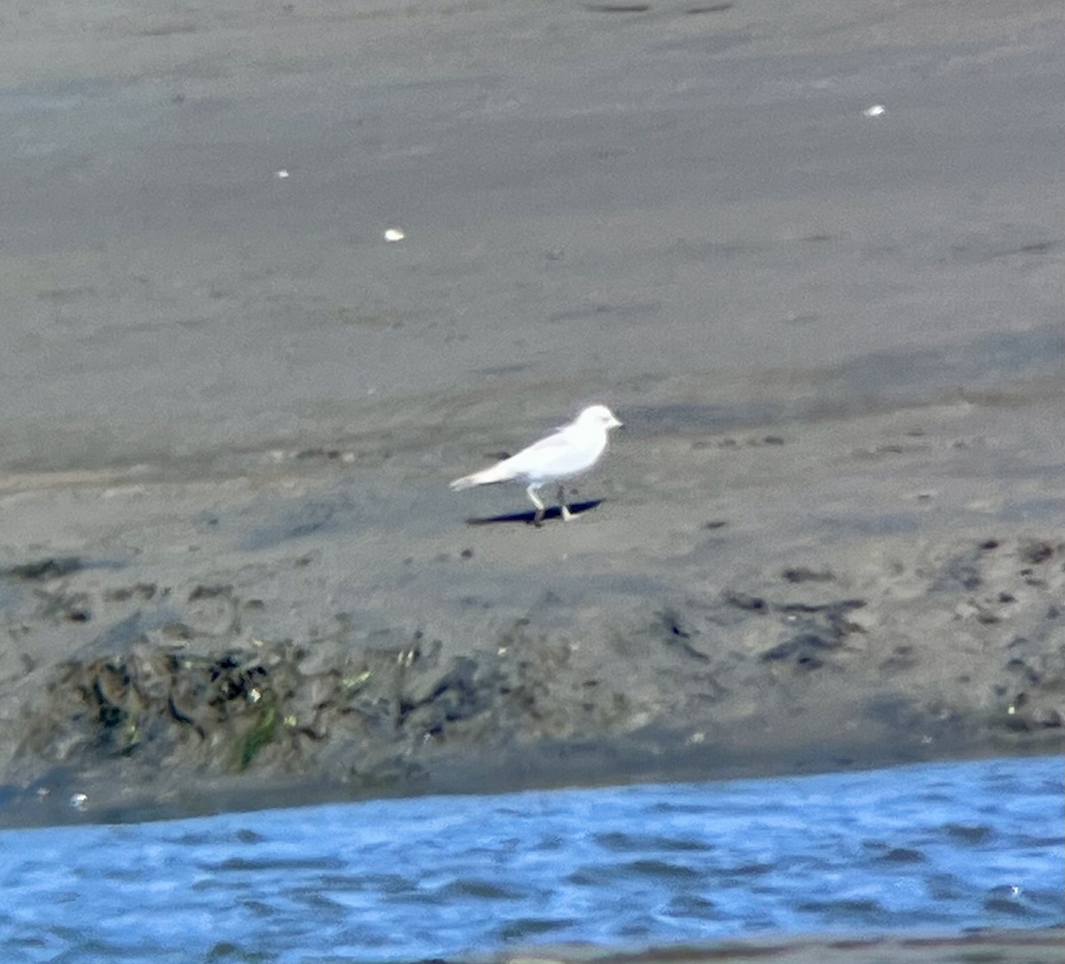 Short-billed Gull - ML619774256