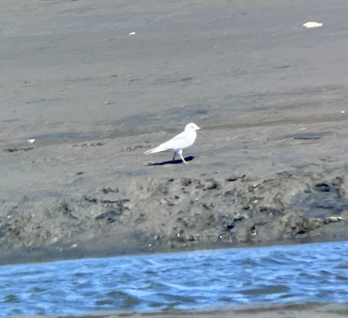 Short-billed Gull - ML619774257