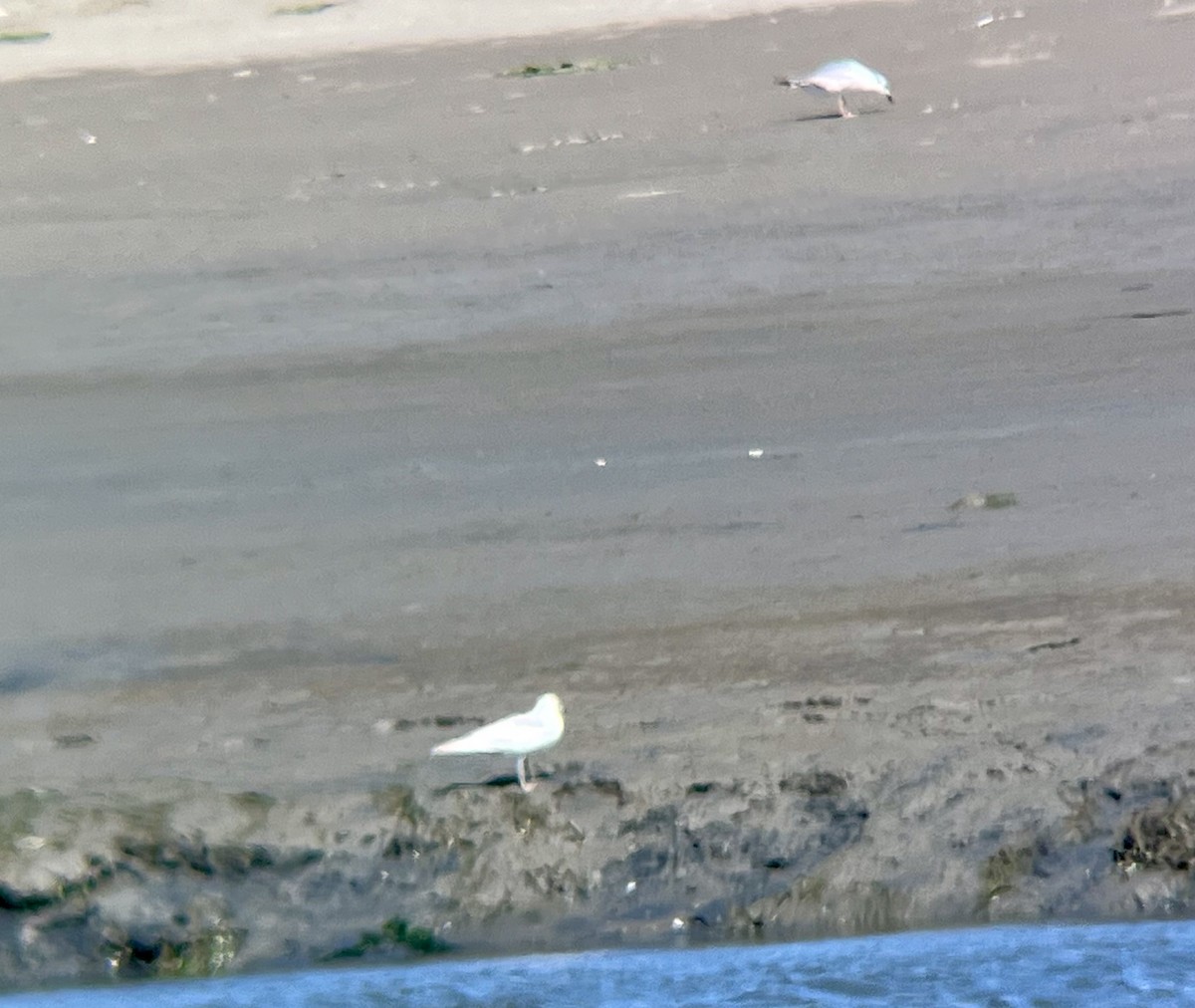 Short-billed Gull - ML619774258