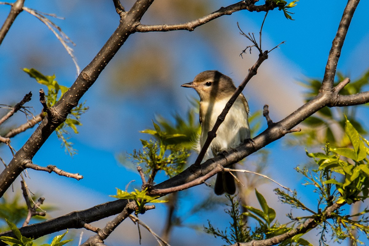 Sängervireo - ML619774304