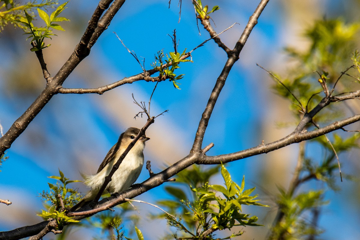 Vireo Gorjeador - ML619774305