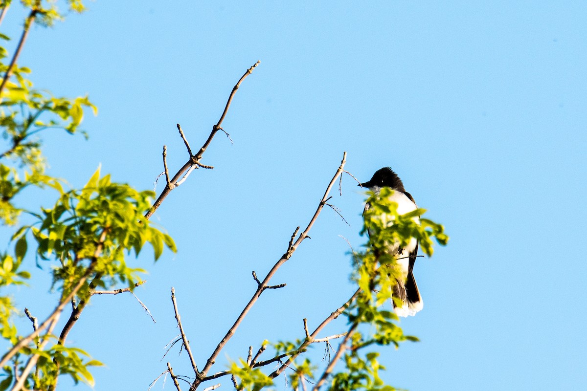 Eastern Kingbird - ML619774314