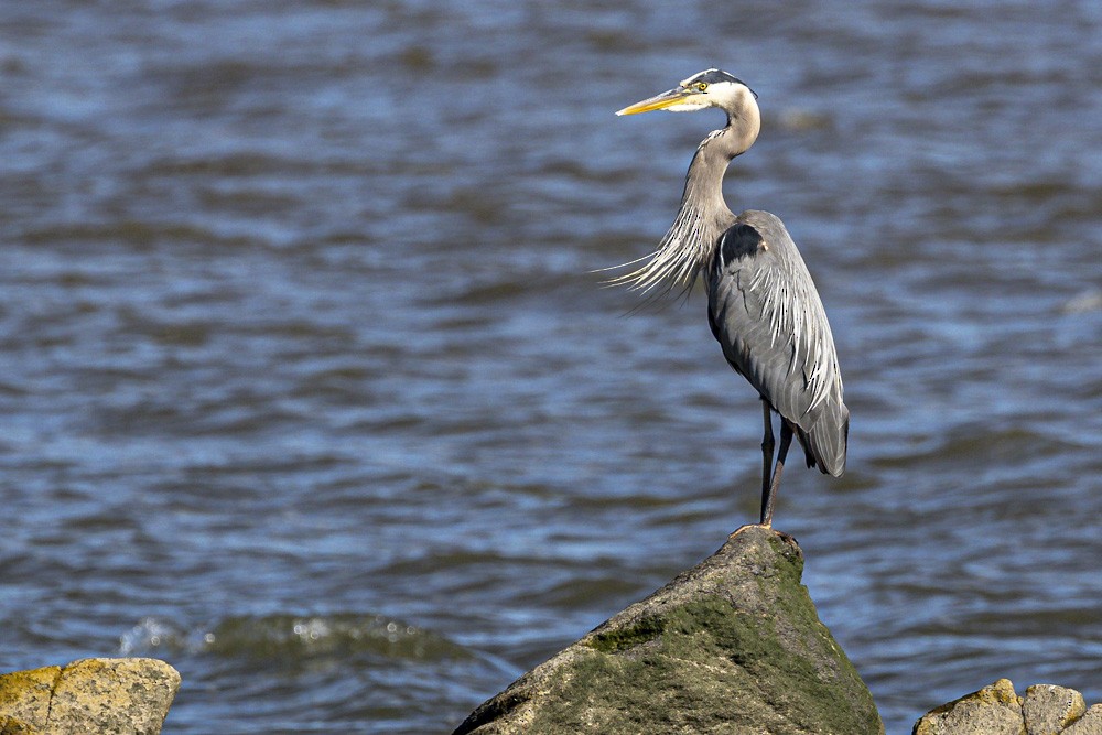 Great Blue Heron - ML619774324