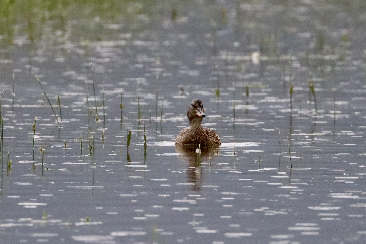 Mallard - ML619774337