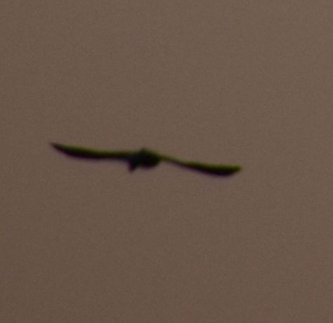 Black-winged Kite - ML619774377