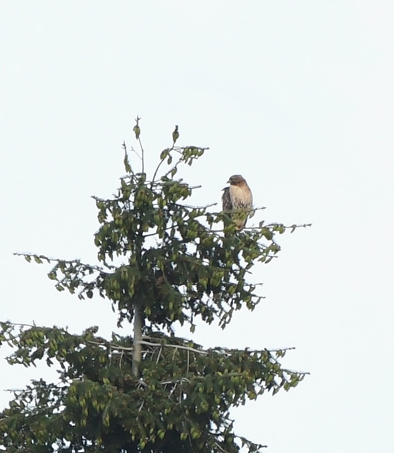 Red-tailed Hawk - ML619774391