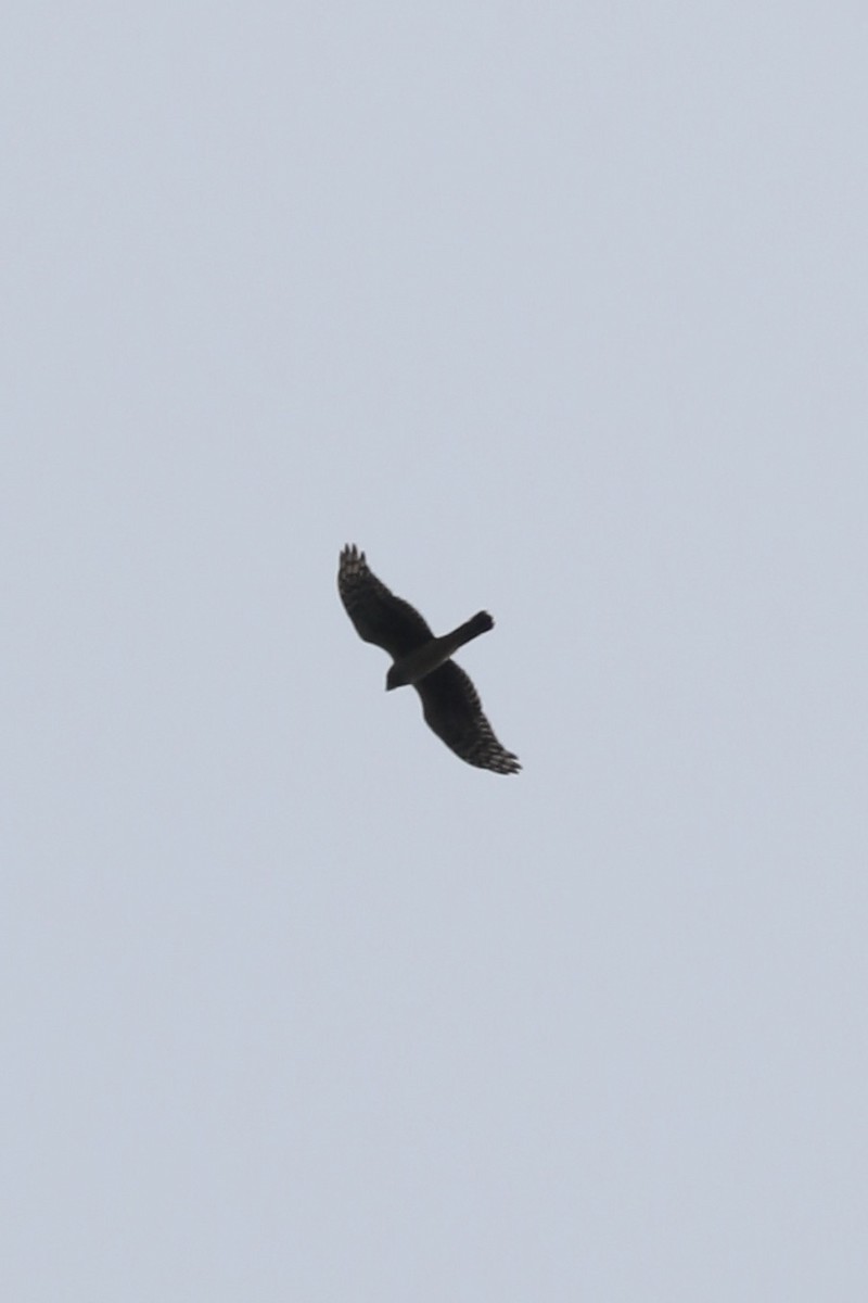 Hen Harrier - ML619774393