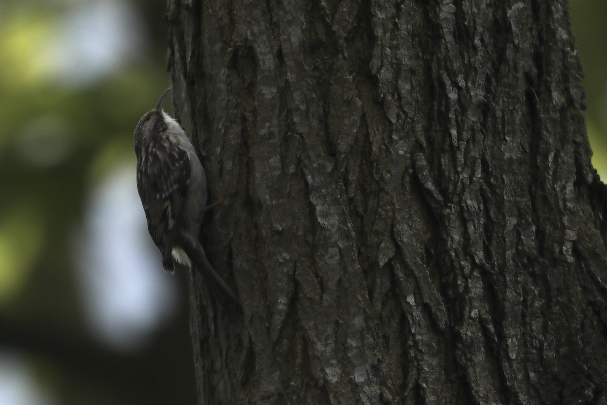 Short-toed Treecreeper - ML619774420