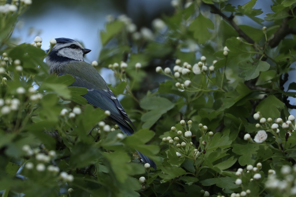 Mésange bleue - ML619774428