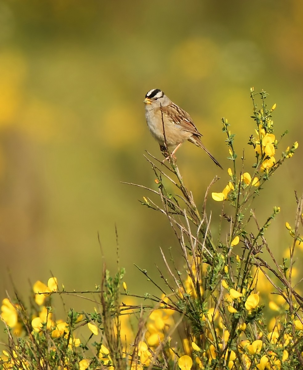 White-crowned Sparrow - ML619774465