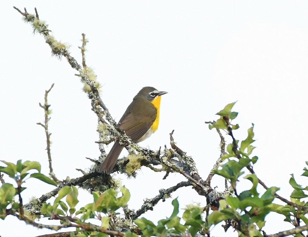 Yellow-breasted Chat - ML619774484