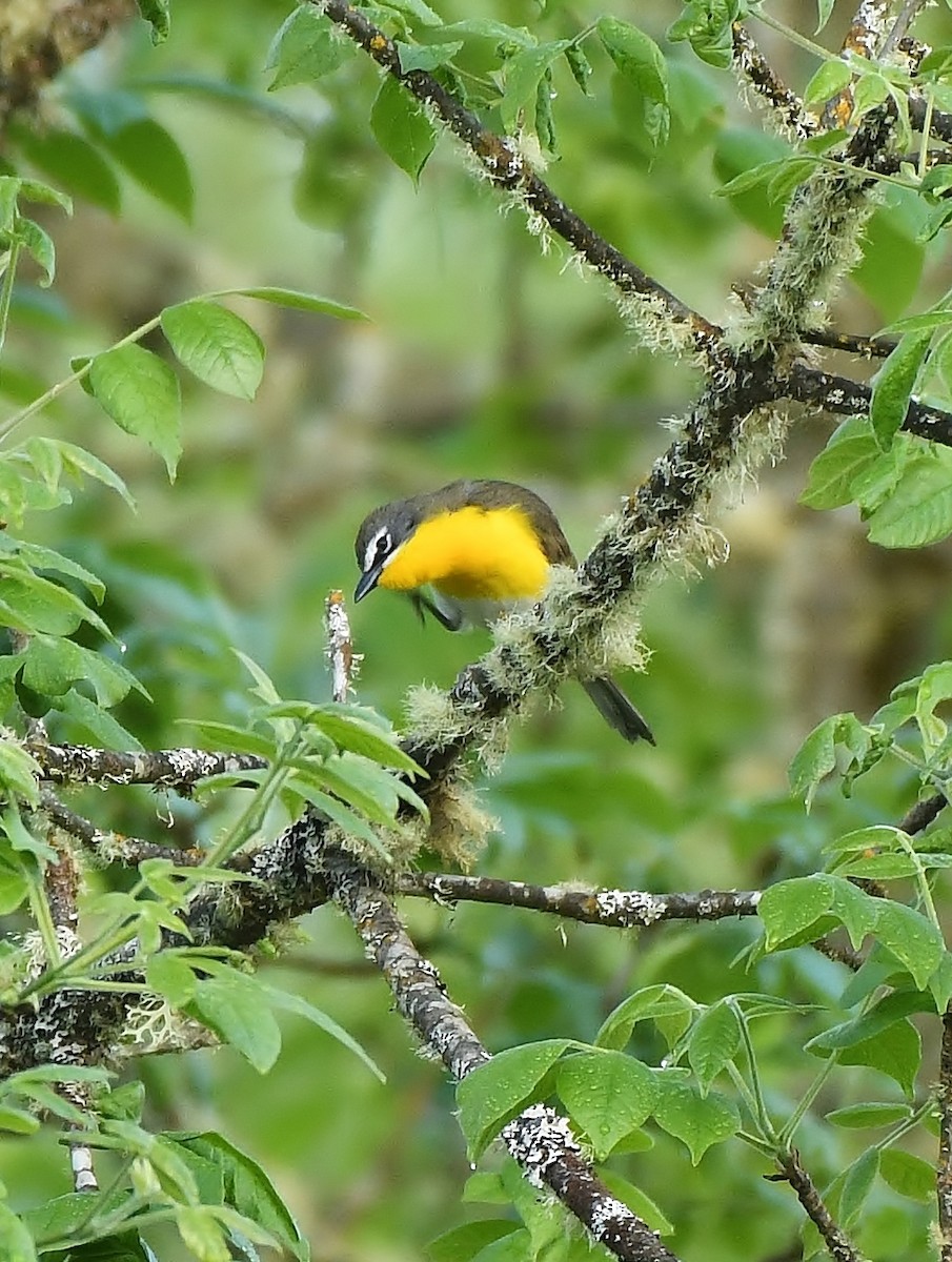 Yellow-breasted Chat - ML619774485