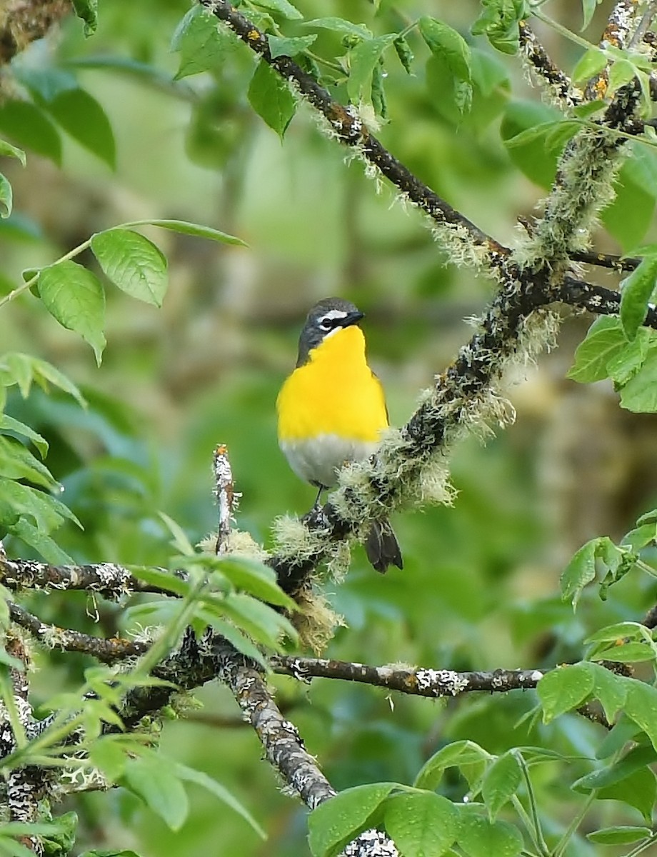 Yellow-breasted Chat - ML619774486