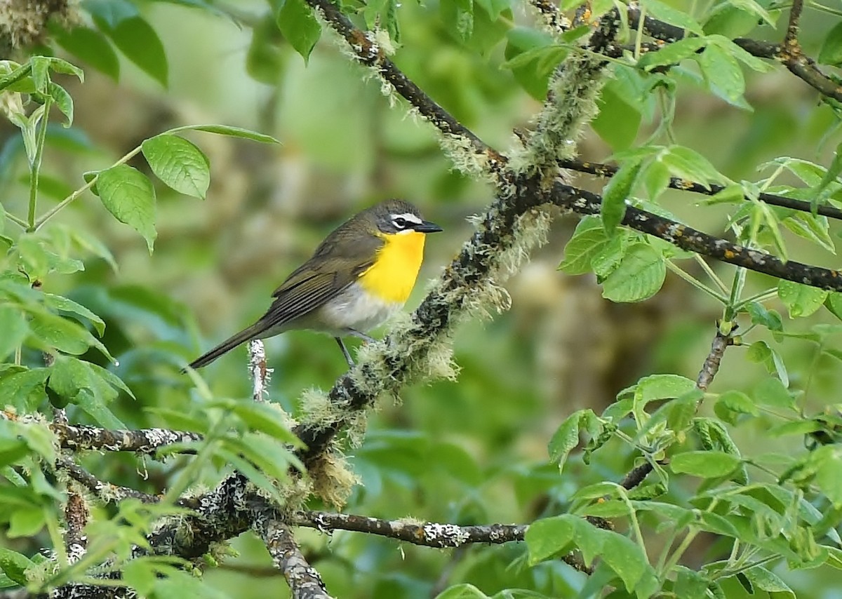 Yellow-breasted Chat - ML619774487