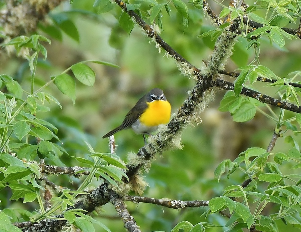 Yellow-breasted Chat - ML619774488
