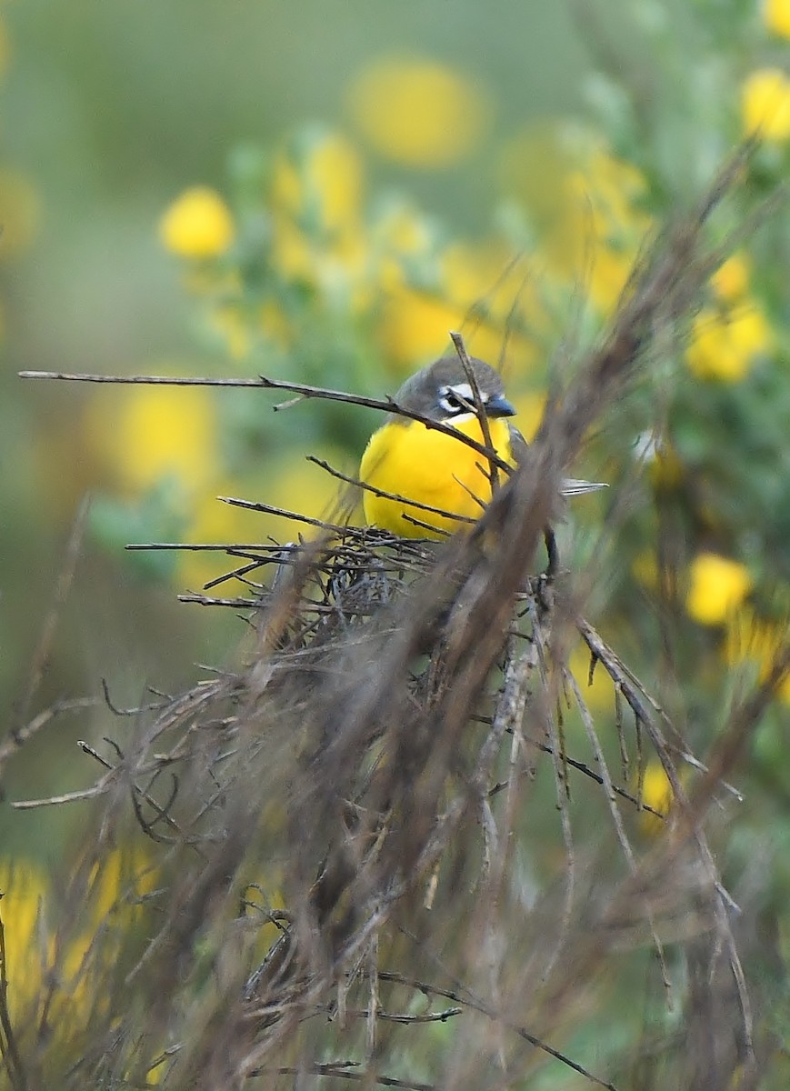 Yellow-breasted Chat - ML619774489