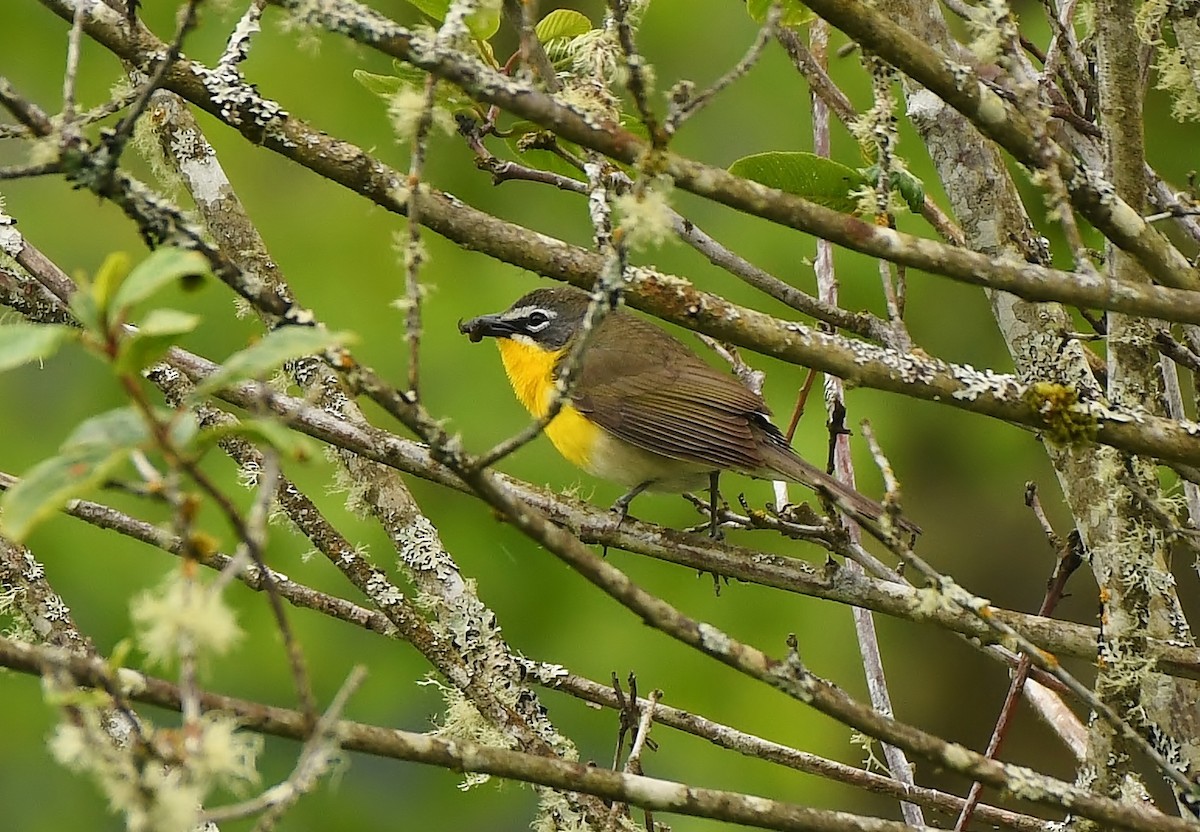 Yellow-breasted Chat - ML619774490